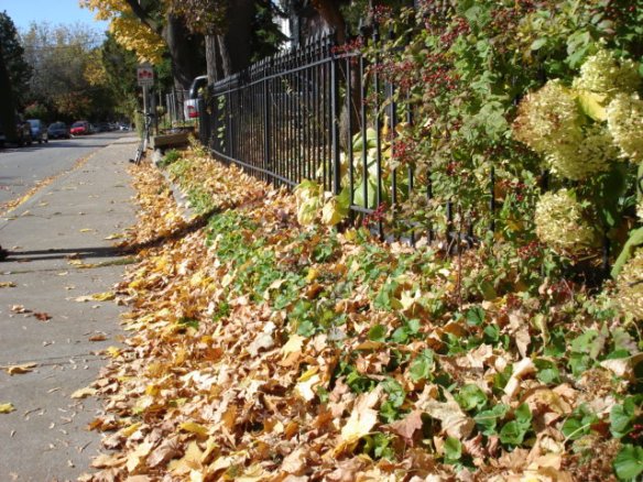 The autumn leaves in Parkdale