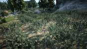 A corn field in Black Desert